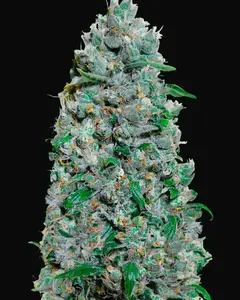 Auto Afghan Mass