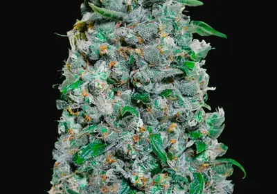 Auto Afghan Mass XXL