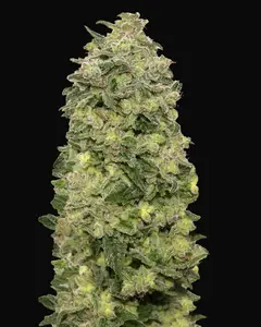 Auto Afghan Skunk