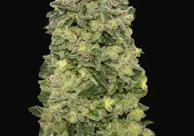 Auto Afghan Skunk
