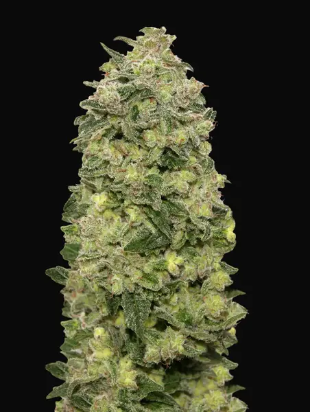 Auto Afghan Skunk