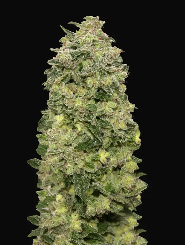 Auto Afghan Skunk