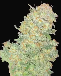 Auto Afghan Widow