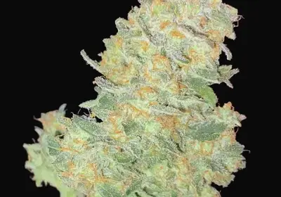 Auto Afghan Widow