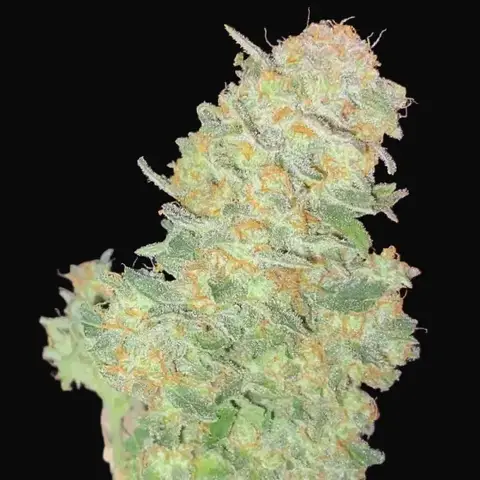 Auto Afghan Widow