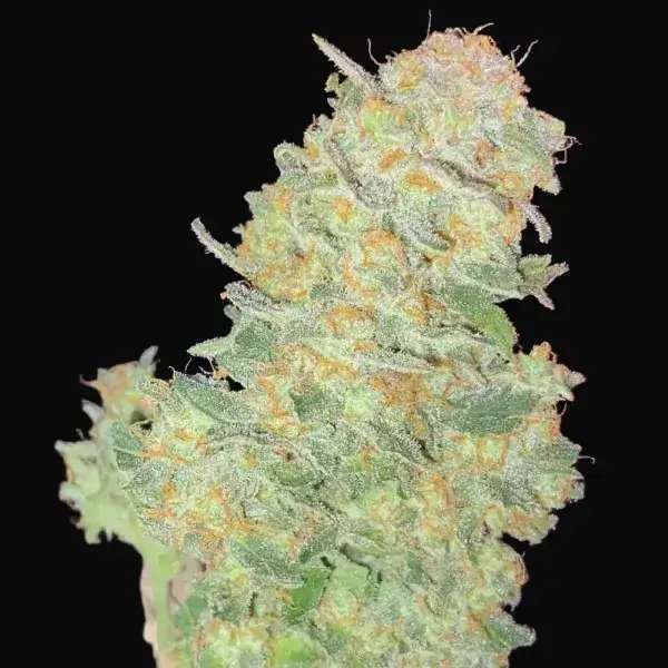 Auto Afghan Widow