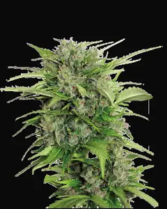 Auto AK-47