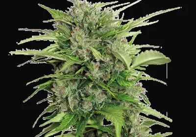 Auto AK-47