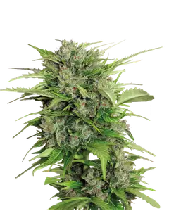 Auto AK-47