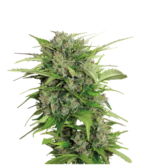 Auto AK-47
