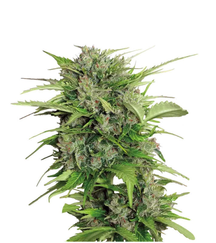 Auto AK-47
