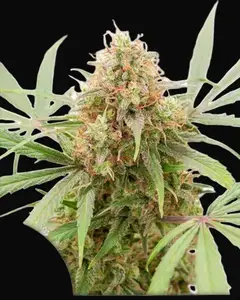 Auto AK Triple Haze