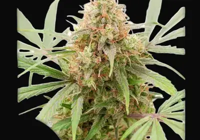 Auto AK Triple Haze
