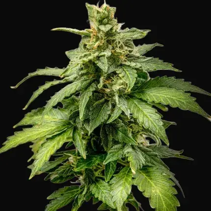 Auto AK Triple Haze — zdjęcie 3