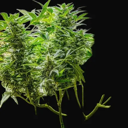 Auto AK Triple Haze — zdjęcie 4
