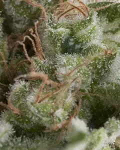 Auto American Pie