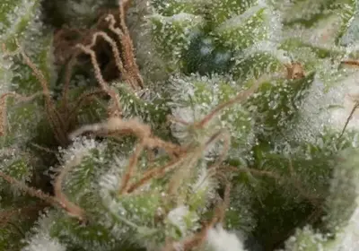 Auto American Pie