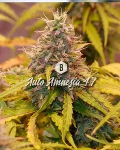 Auto Amnesia 47