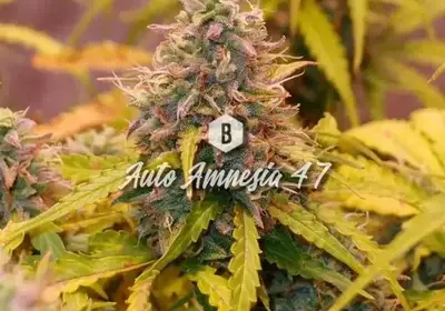 Auto Amnesia 47