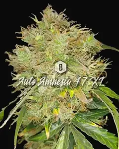 Auto Amnesia 47 XL
