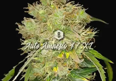 Auto Amnesia 47 XL