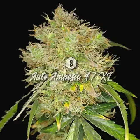 Auto Amnesia 47 XL