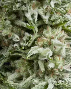 Auto Amnesia Gold