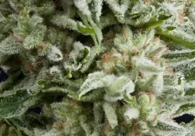 Auto Amnesia Gold