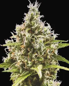 Auto Amnesia Haze