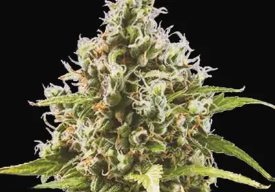 Auto Amnesia Haze
