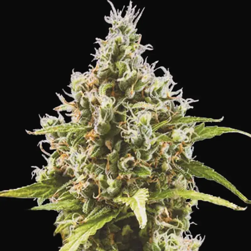 Auto Amnesia Haze