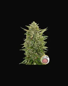 Auto Amnesia