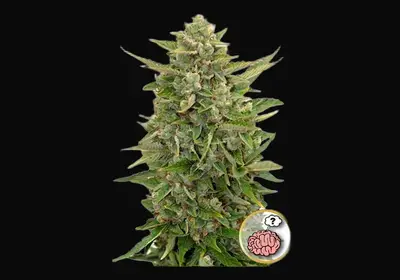 Auto Amnesia