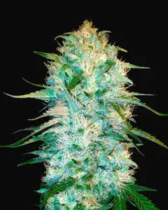 Auto Amnesia Platinum