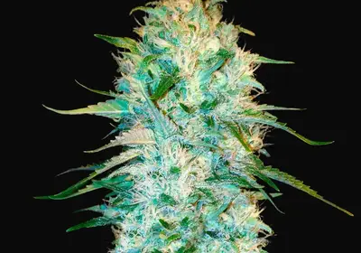 Auto Amnesia Platinum