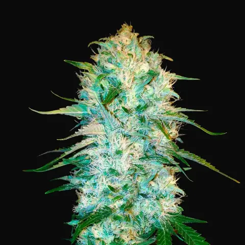 Auto Amnesia Platinum