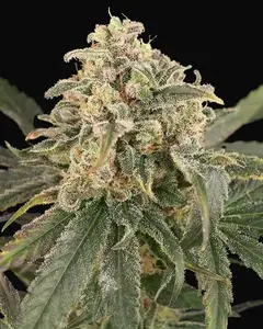 Auto Amnesia XXL