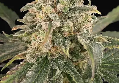 Auto Amnesia XXL