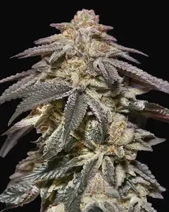 Auto Apple Bananas
