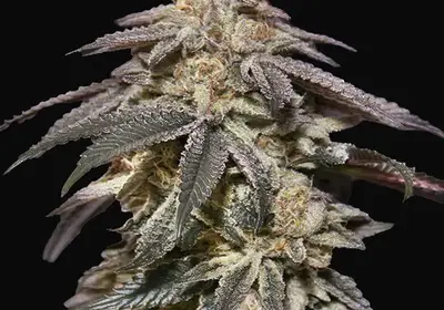 Auto Apple Bananas