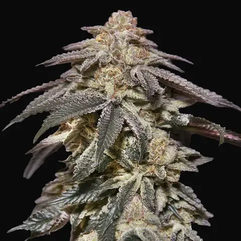 Auto Apple Bananas