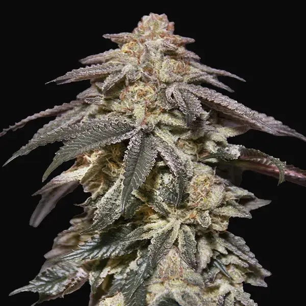 Auto Apple Bananas