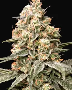 Auto Apple Fritter