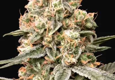 Auto Apple Fritter