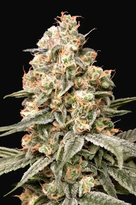 Auto Apple Fritter