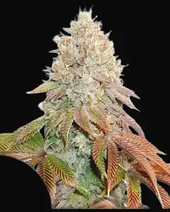 Auto Banana Blaze