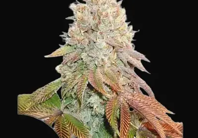 Auto Banana Blaze