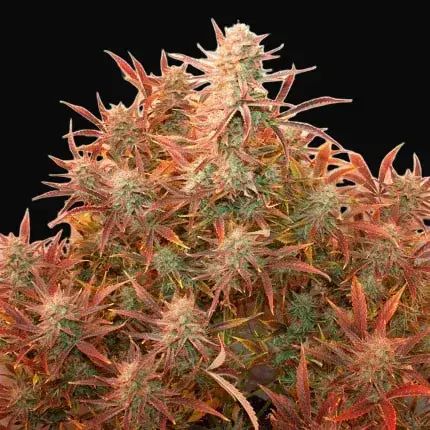 Auto Banana Blaze — zdjęcie 3