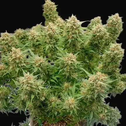 Auto Banana Blaze — zdjęcie 4