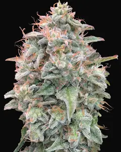 Auto Banana Cookies